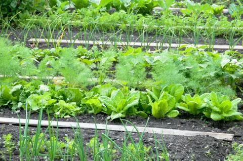 Different vegetables on a patch Stock Photos