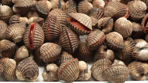 Different View of Plentiful Live Blood Cockles Opening Mouths Stock Footage 336509463