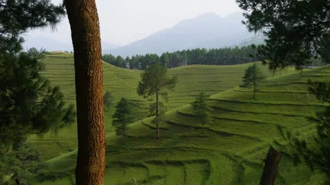 Different view with tree in foreground and green hill with layers and grass Stock Footage 249350793