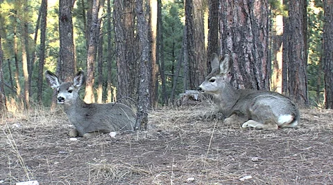 Different View of Two Bedded Fawns Chewing Their Cud Stock Footage 49353035