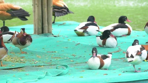 Different water birds at horizontal composition Stock Footage 306534216