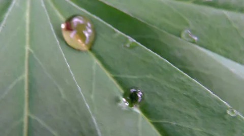 Different water drops Video stock 39306718