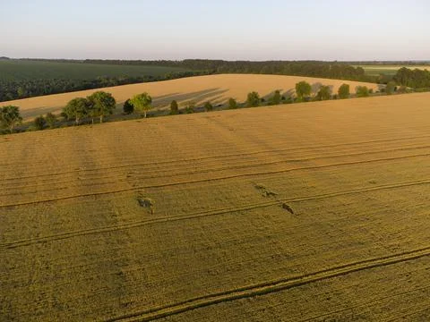 Different wheat in one field Stock Photos