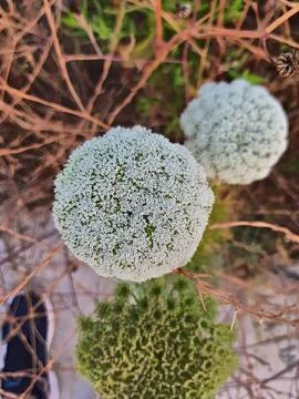 Different white wildflower stands in sharp focus against softly blurred backdrop Stock Photos