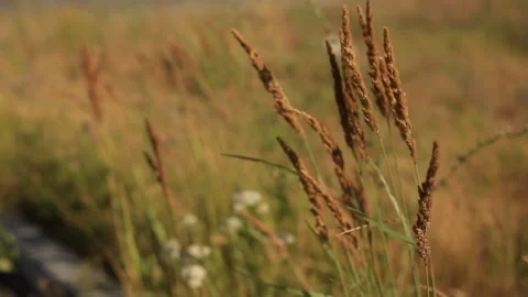 Different wild grass swaying in the field on a summer evening at sunset. Stock-Footage 93408147