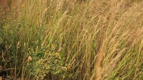 Different wild grass swaying in the field on a summer evening at sunset. Stock Footage 93408279