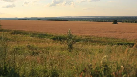 Different wild grass swaying in the field on a summer evening at sunset. Stock Footage 93408486
