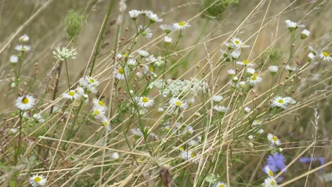 Different wild plants and flowers growing in summer meadow in countryside Stock Footage 144113489