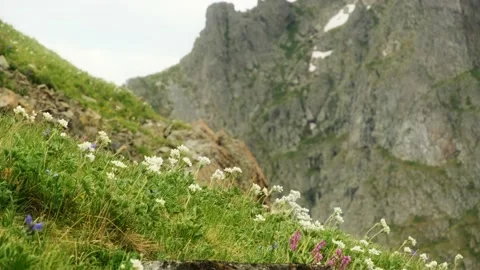 Different wildflowers sway in the wind Stock Footage 222550908