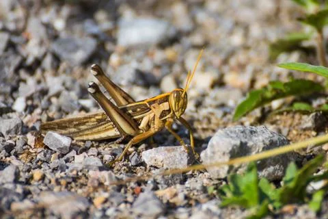 Differential grasshopper Stock Photos