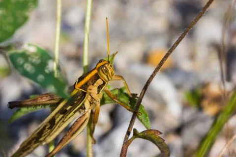 Differential grasshopper Stock Photos