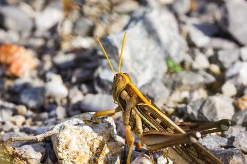Differential grasshopper Stock Photos