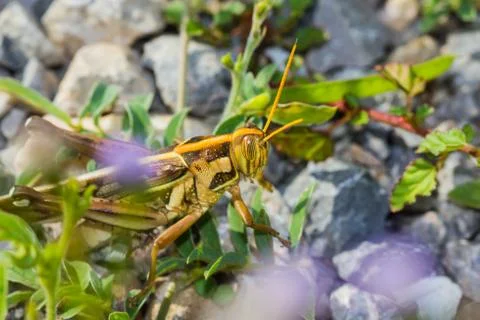 Differential grasshopper Stock Photos