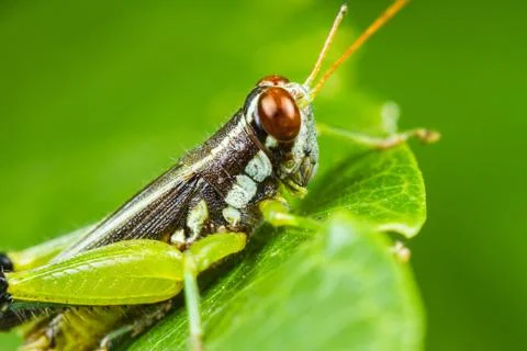 Differential grasshopper Stock Photos