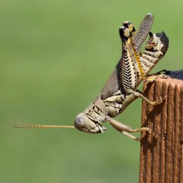 Differential Grasshopper Stock Photos