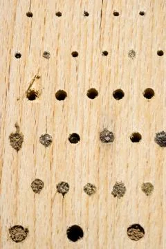 Differently closed nesting tubes in an artificial nesting aid (insect hotel) Stock Photos