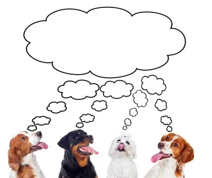 Differents dogs looking at camera Photos