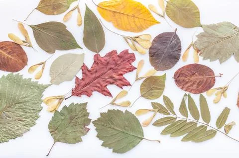 Differents multi-colored dry leaves on a white background. Autumn pattern Stock Photos
