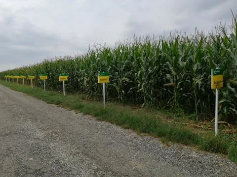 Differerently  MAIZE  planting Stock Photos