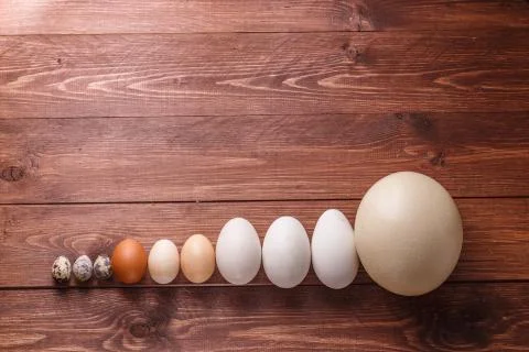 Differet size eggs from different birds Stock Photos