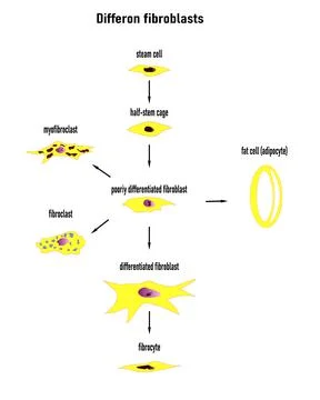 Differon fibroblasts scheme, Formation of the extracellular mainly fibroblasts Stock Illustration