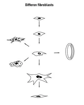 Differon fibroblasts scheme, Formation of the extracellular matrix Stock Illustration