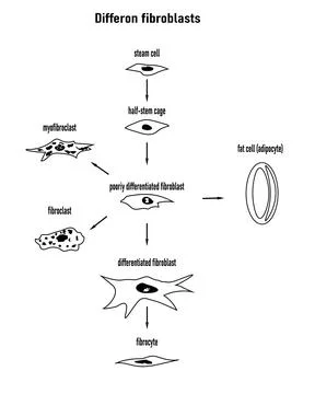 Differon fibroblasts scheme, Formation of the extracellular matrix Stock Illustration