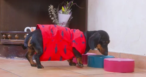 Difficult choice Dog sniffs cups of food, chooses where tastes best hesitation Stock Footage 252626173