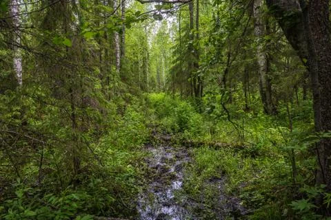 Difficult forest road. Stock Photos