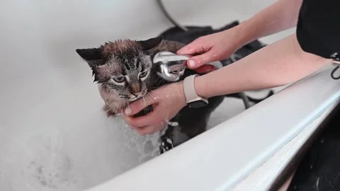 Difficult grooming session unfolds as an anxious cat resists care, highlighting Stock Footage 305645405