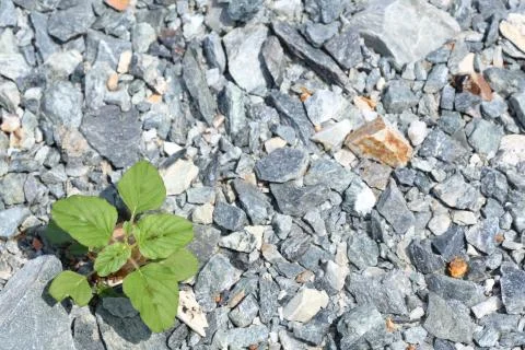 A difficult life Stock Photos