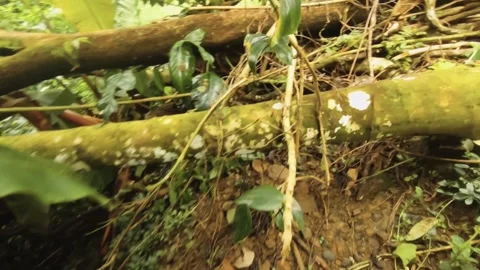 Difficult walking across obstacles of tree branches trunks on the primitive dirt Stock Footage 245441848