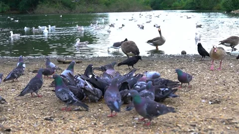 Diffirent Kind of Birds, Slow Motion Shot Stock Footage 170507116