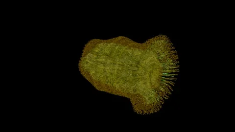 Difflugia anatomy Stock Footage 259832931