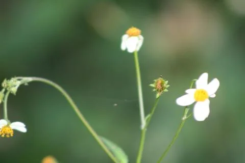 A diffrent kinds of local flower Stock Photos