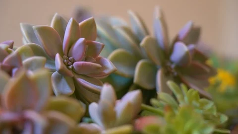 Diffrent pan on succulent plants Stock Footage 125882083