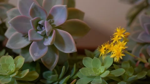 Diffrent shots of succulent plants Stock Footage 125880534