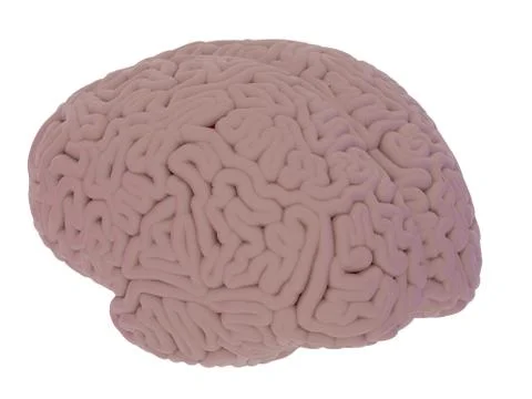 Diffuse brain side view, isolated on white background 3d render Stock Illustration