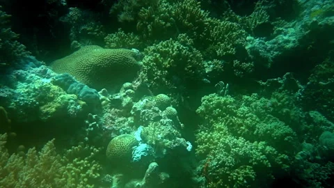 Diffuse lighting adds a dreamy quality to a tropical coral reef. Stock Footage 292632635