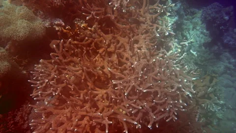 Diffuse lighting plays across a coral reef. Stock Footage 309635959
