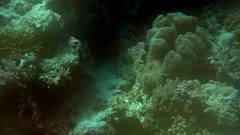 Diffuse shimmering light plays across the corals of a tropical reef. Stock Footage 292766492