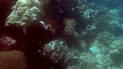 Diffuse sunlight on a dreamy coral reef. Stock Footage 292610624