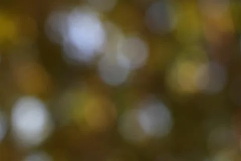 Diffuse Sunlight Filtering Through Leaves Creating Soft Bokeh Pattern Backg.. Stock Photos