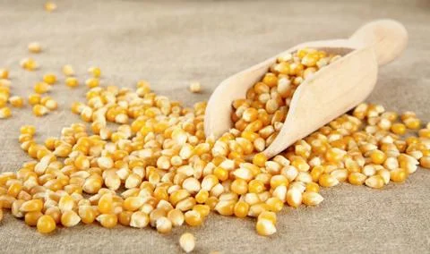 Diffused dried corn with spoon on wooden plank Stock Photos