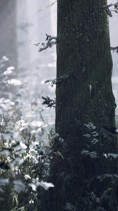 Diffused light with snow covering the ground. Majestic trees stand tall Stock Footage 317759426