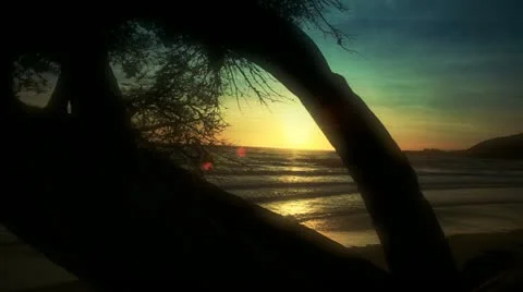 Diffused Silhouettes of Trees on beach Video stock 22383231