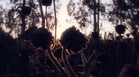 Diffused Wilderness at Sunset Video stock 22381310