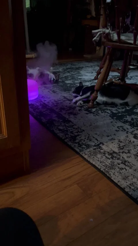Diffuser Filled With Catnip - 26 Sep 2023 Video stock 251982704