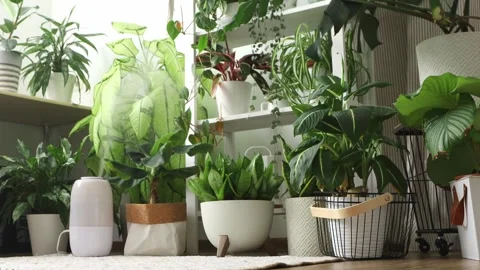 Diffuser with Home Plants. Indoors Decoration with Air Humidification. Stock Footage 245872790