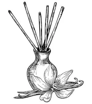 Diffuser with Vanilla flowers and Sticks. Hand drawn vector illustration on Stock Illustration